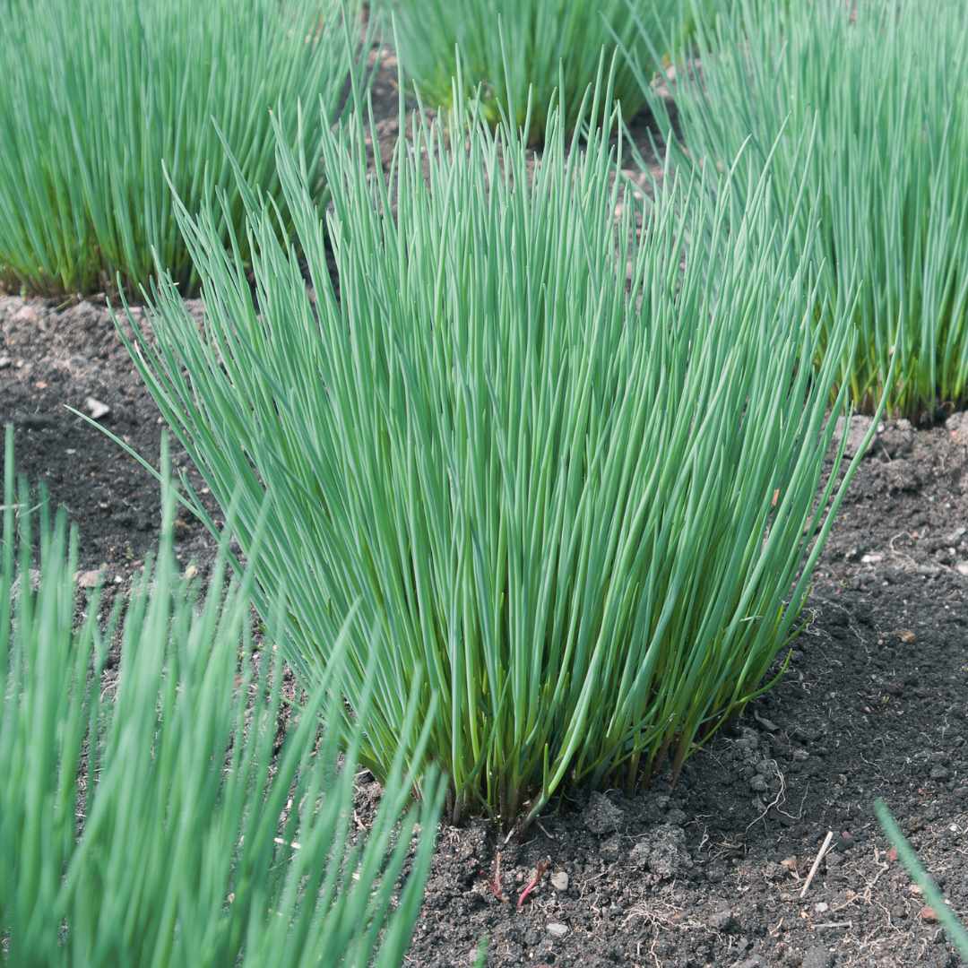 Gräslök - Klassisk - Medium  Fine