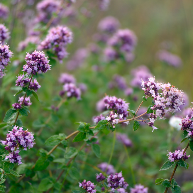 Oregano - Kungsmynta - 4