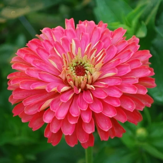 Zinnia - Super Yoga Carmine