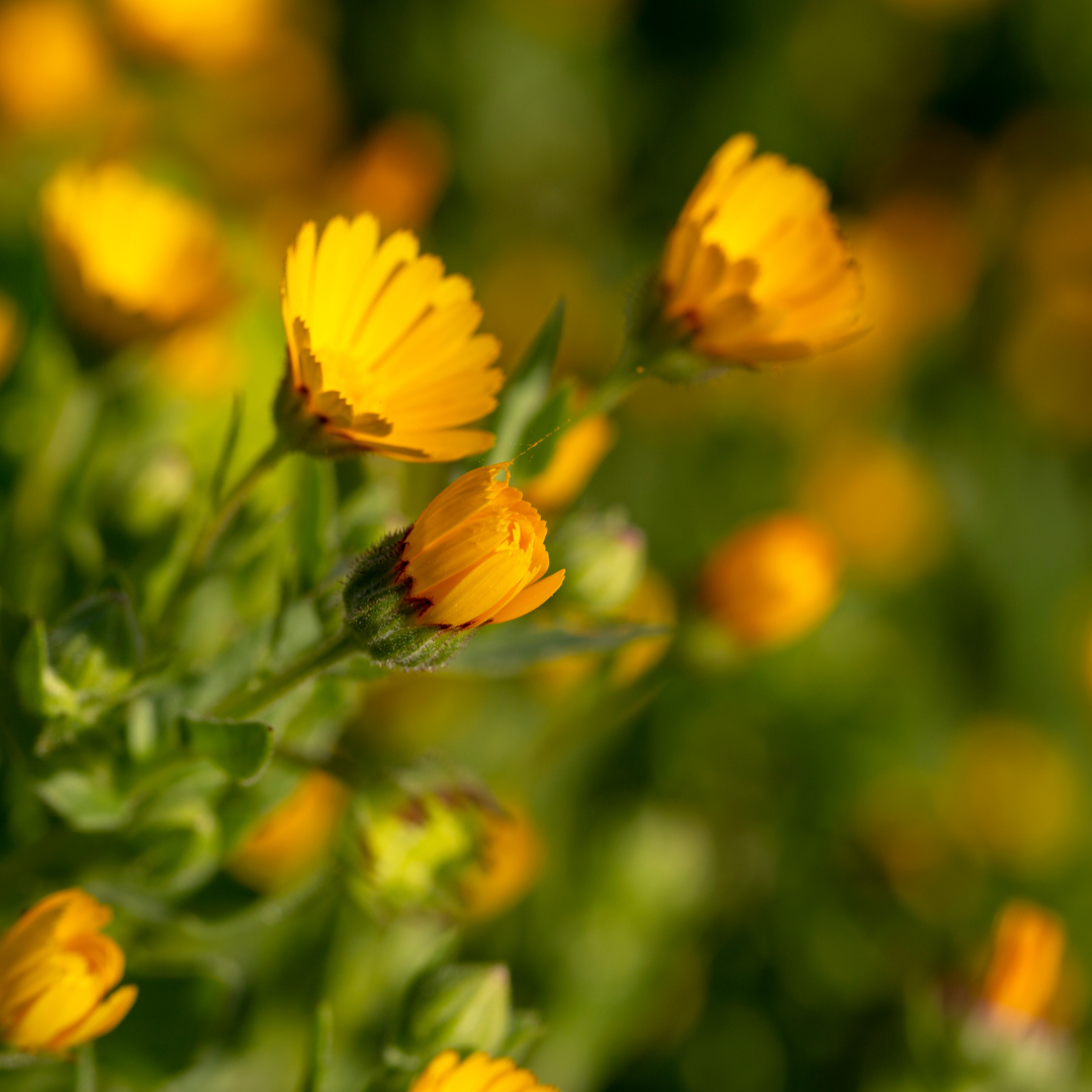 Åkerringblomma - Wintersun