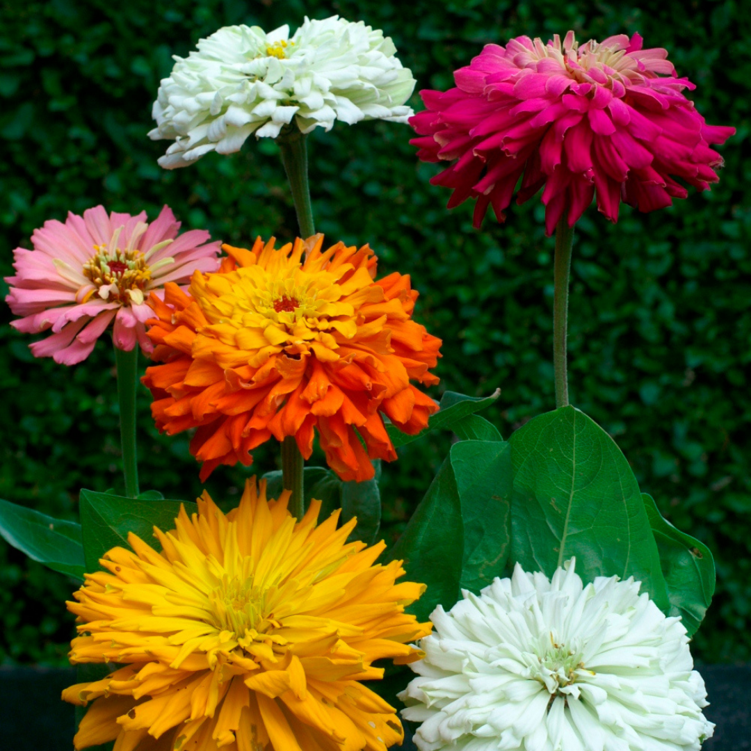 Zinnia - Cactus Mix - Kultursort - 4