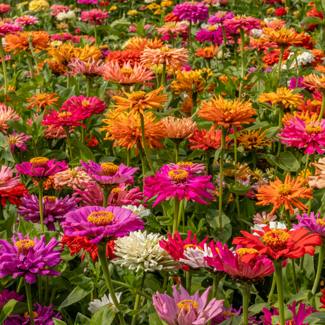 Zinnia - Cactus Mix - Kultursort - 3