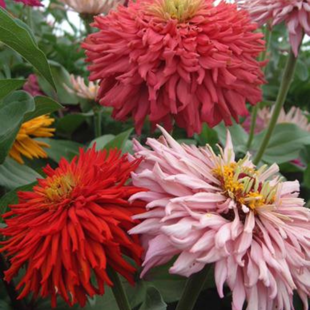 Zinnia - Cactus Mix - Kultursort