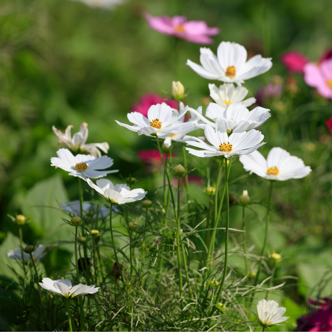 Rosenskära - Sensation White Dwarf