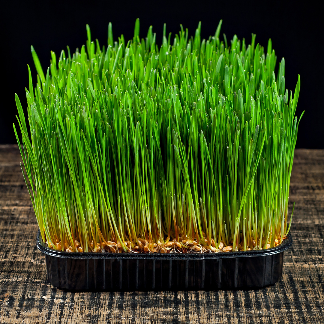 Microgreen - Vetegräs