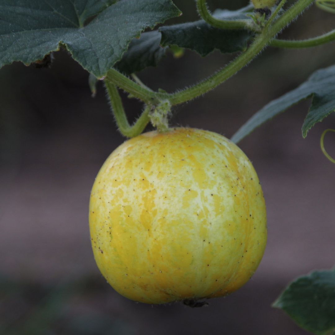 Ekologisk Gurka - Limona