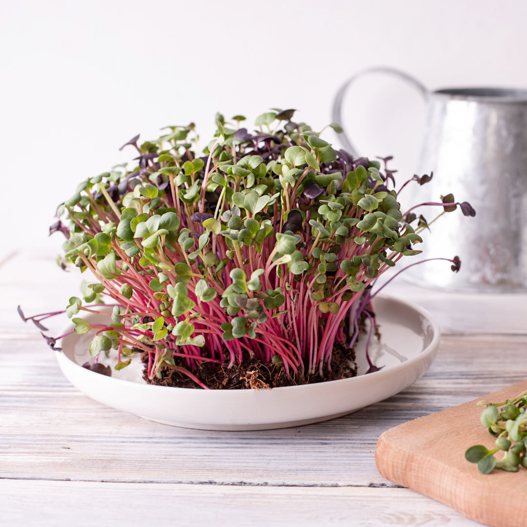 Ekologisk Microgreen Rädisa - China Rose