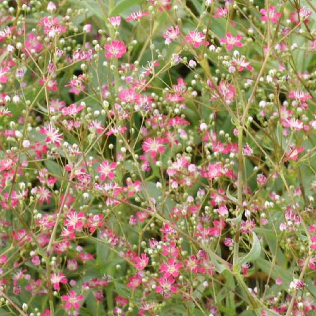 Sommarslöja - Carmine