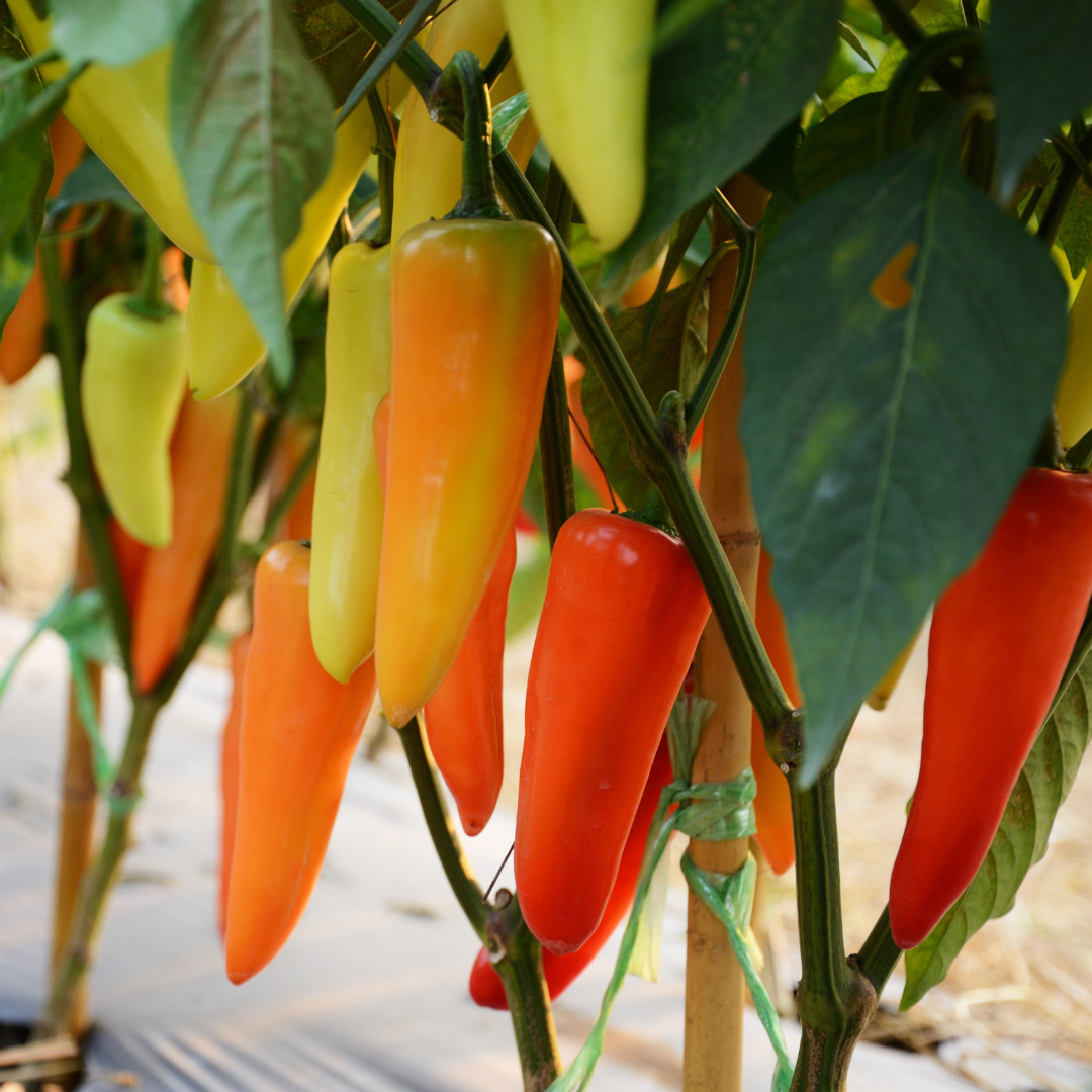 Chili - Hungarian Hot Wax - Kultursort