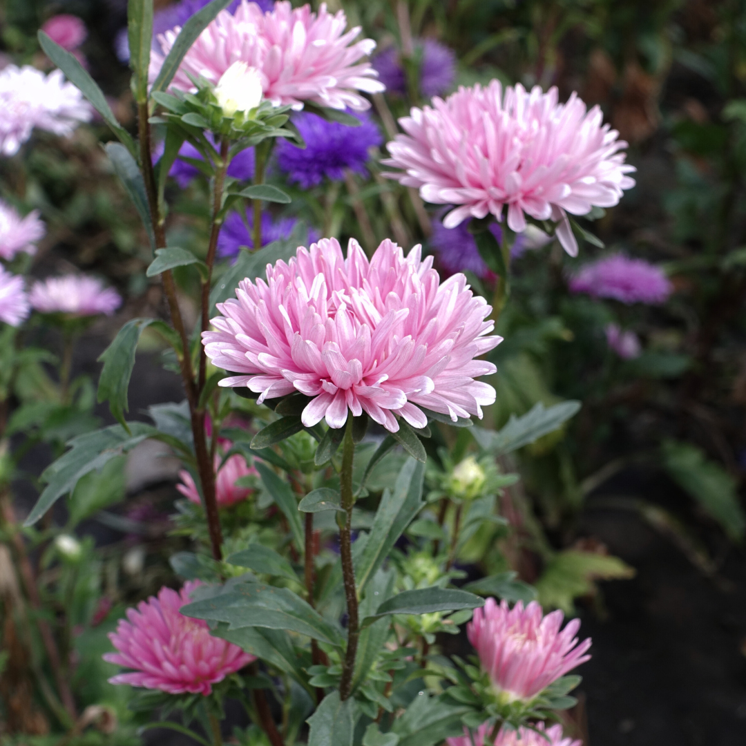 Sommaraster - King Size Silver Rose