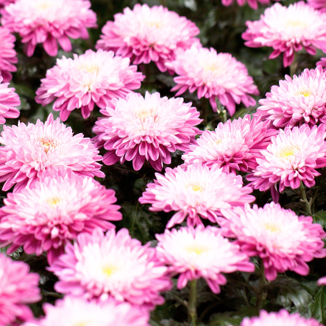 Sommaraster - King Size Silver Rose