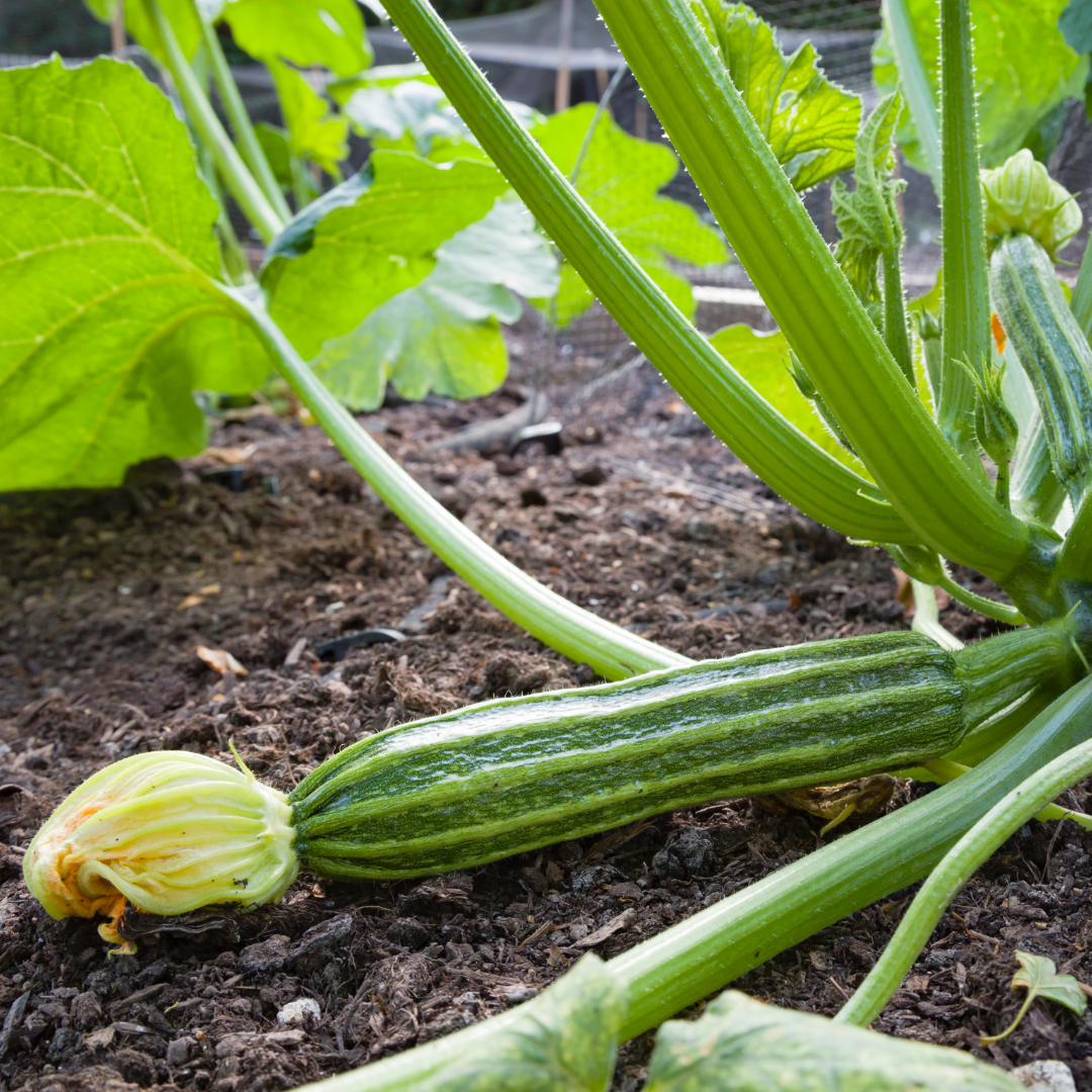Ekologisk Zucchini - Costates Romanesco
