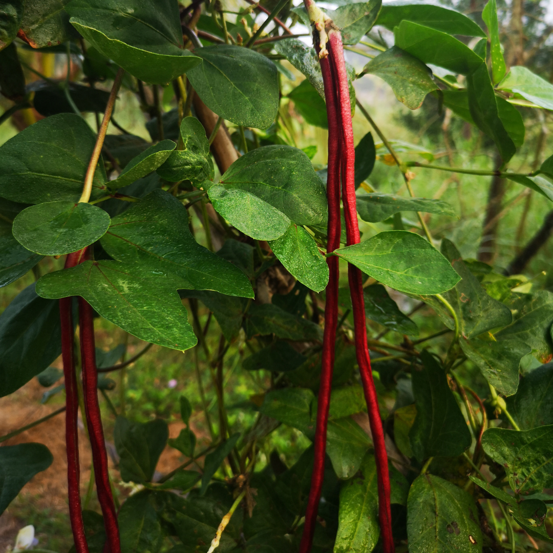 Ekologisk Långböna - Metro Purple Pod