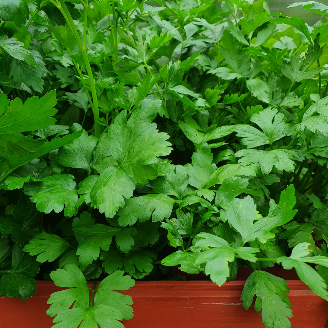 Persilja - Gigante D Italia - Kultursort