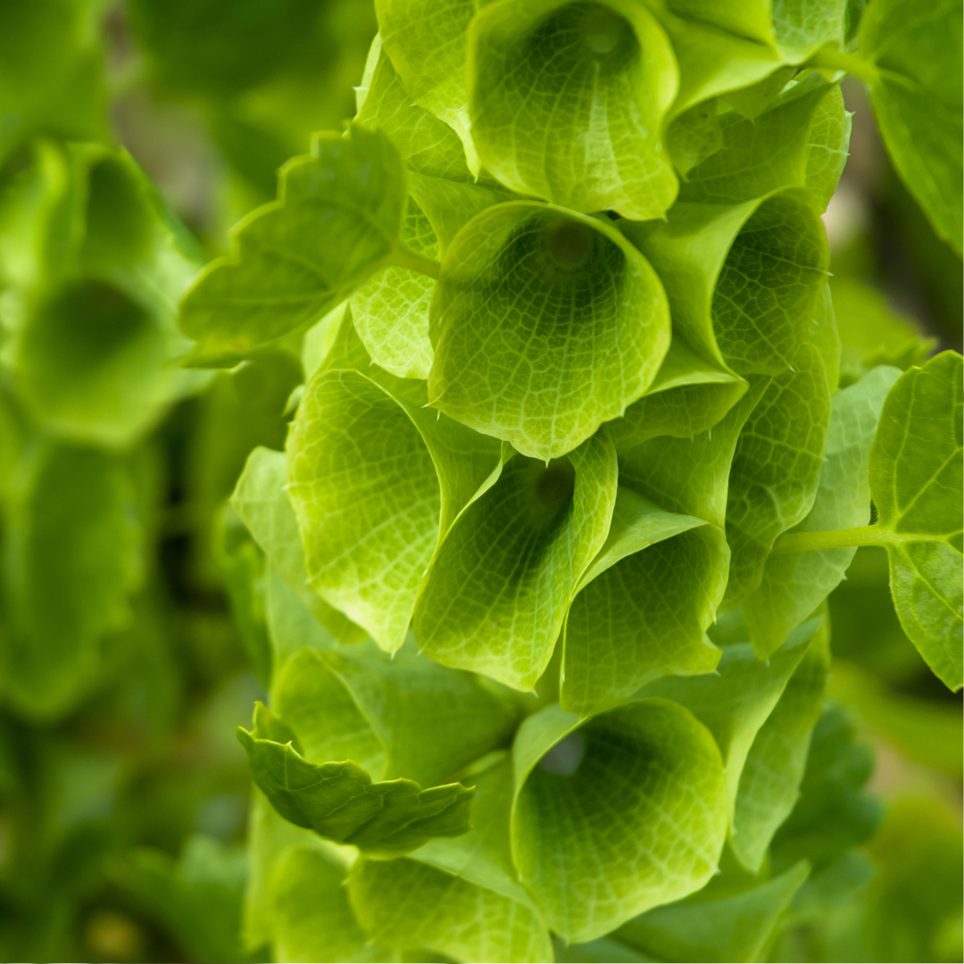 Ekologisk Musselsyska - Bells of Ireland - Irlands Klockor