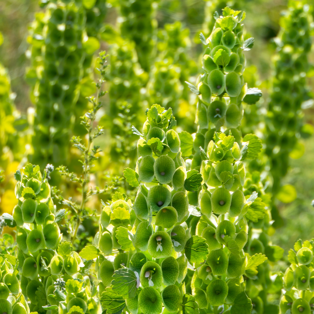 Ekologisk Musselsyska - Bells of Ireland - Irlands Klockor