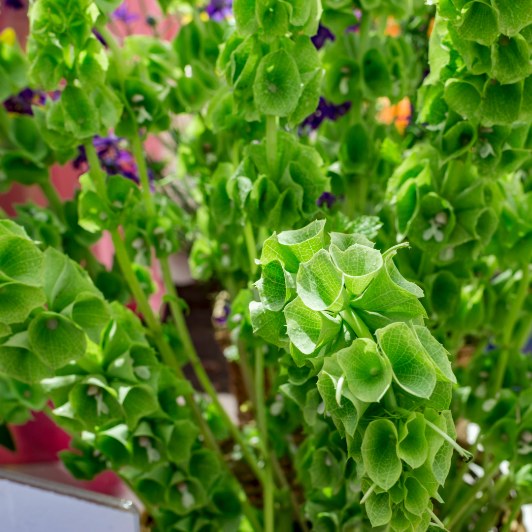 Ekologisk Musselsyska - Bells of Ireland - Irlands Klockor - 3