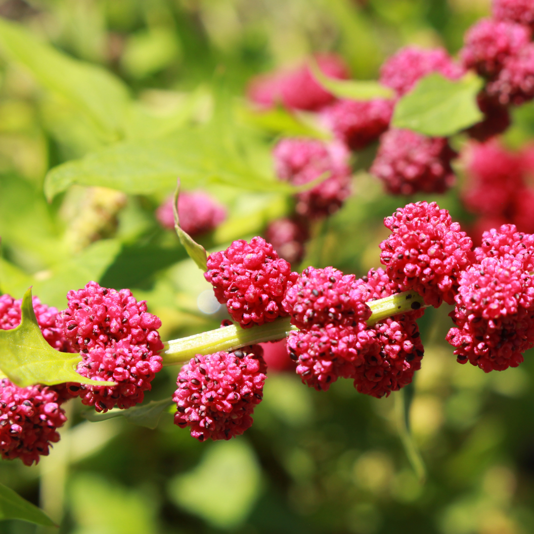 Smultronspenat - Smultronmålla