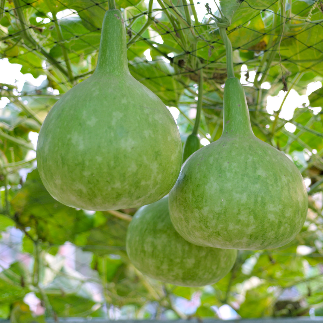 Flaskkurbits - Dipper Gourd