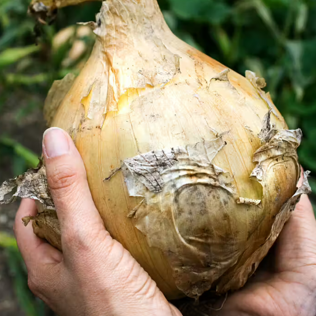 Jättelök - Ailsa Craig - Kultursort