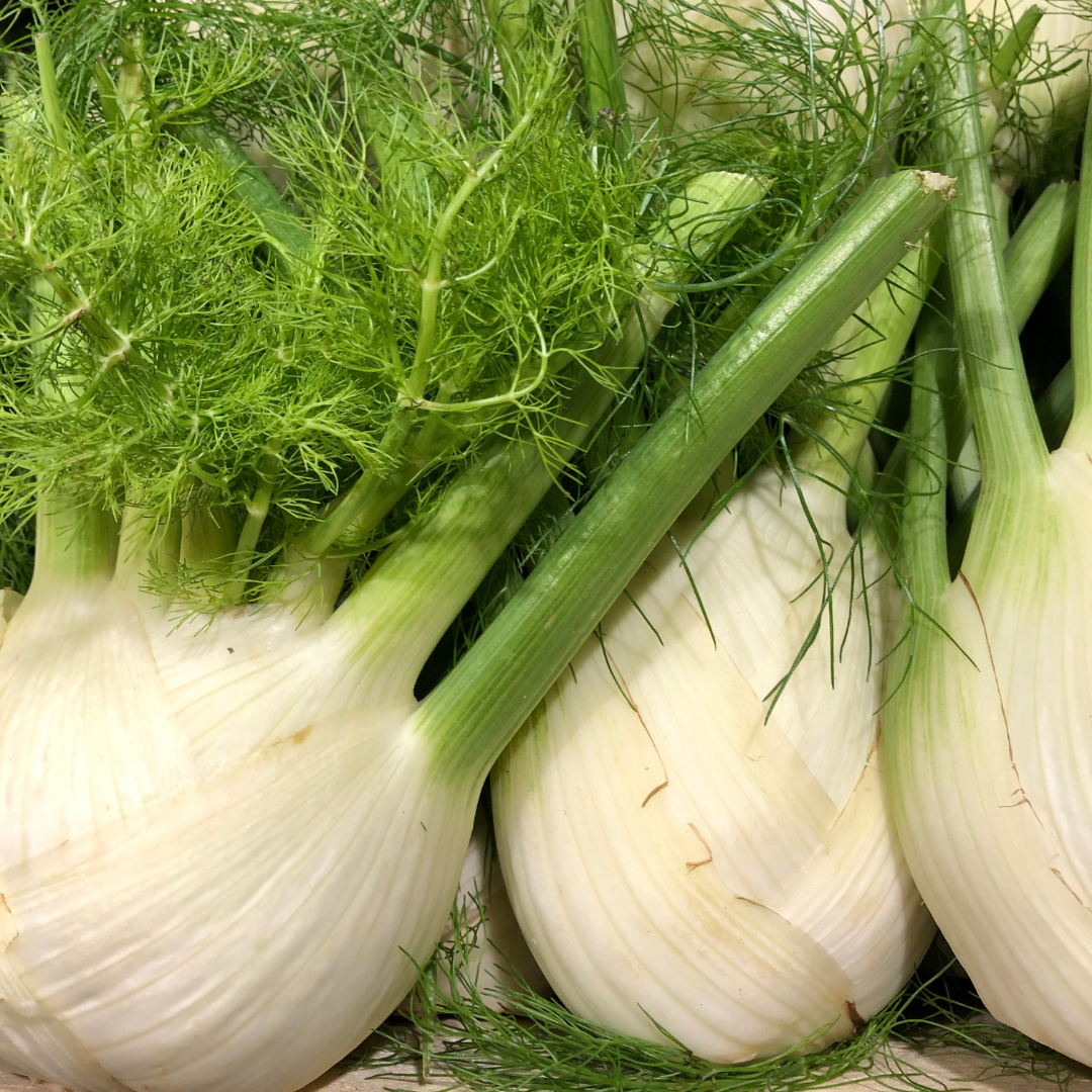 Sötfänkål - Zefa Fino - Kultursort