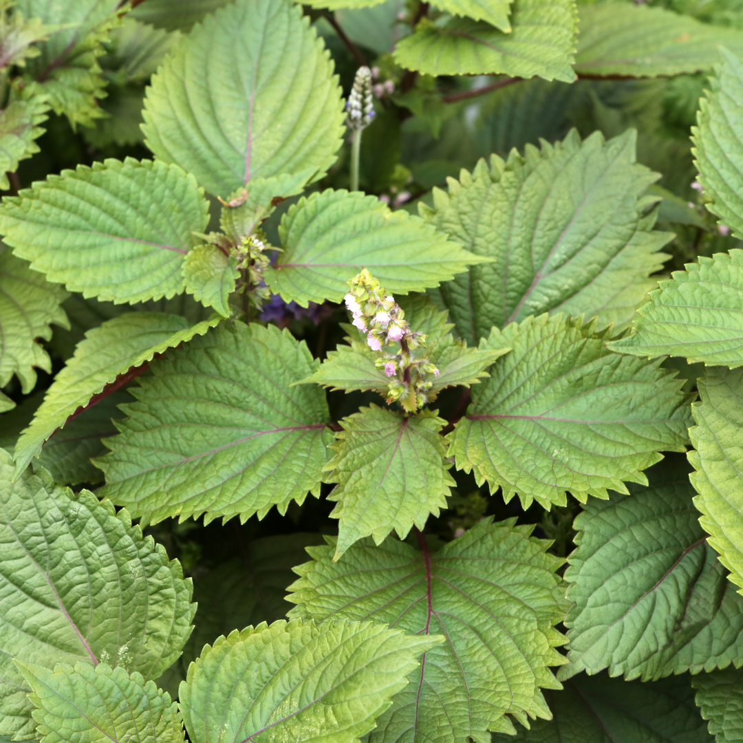 Indisk Bladmynta - Shiso Green