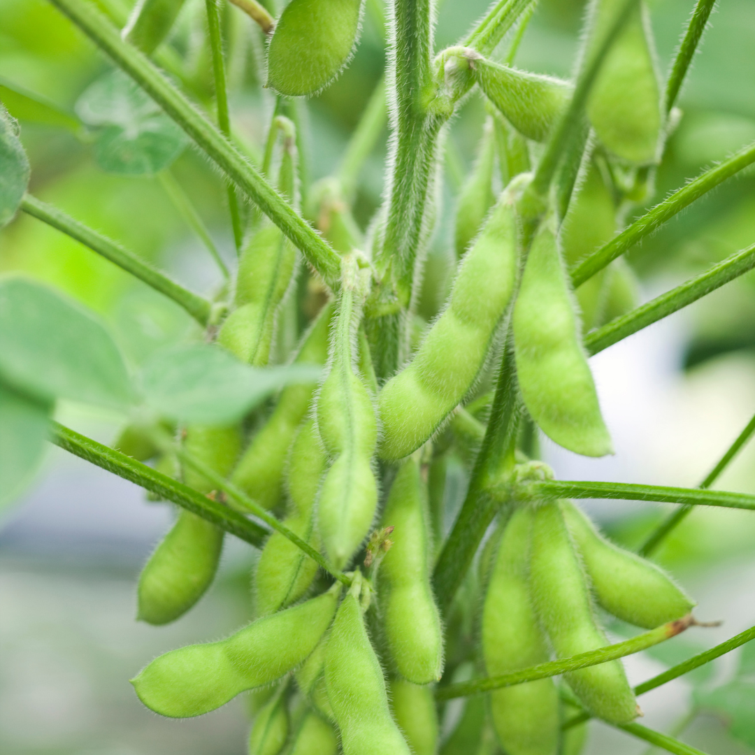 Sojaböna - Edamame Green Shell - 2
