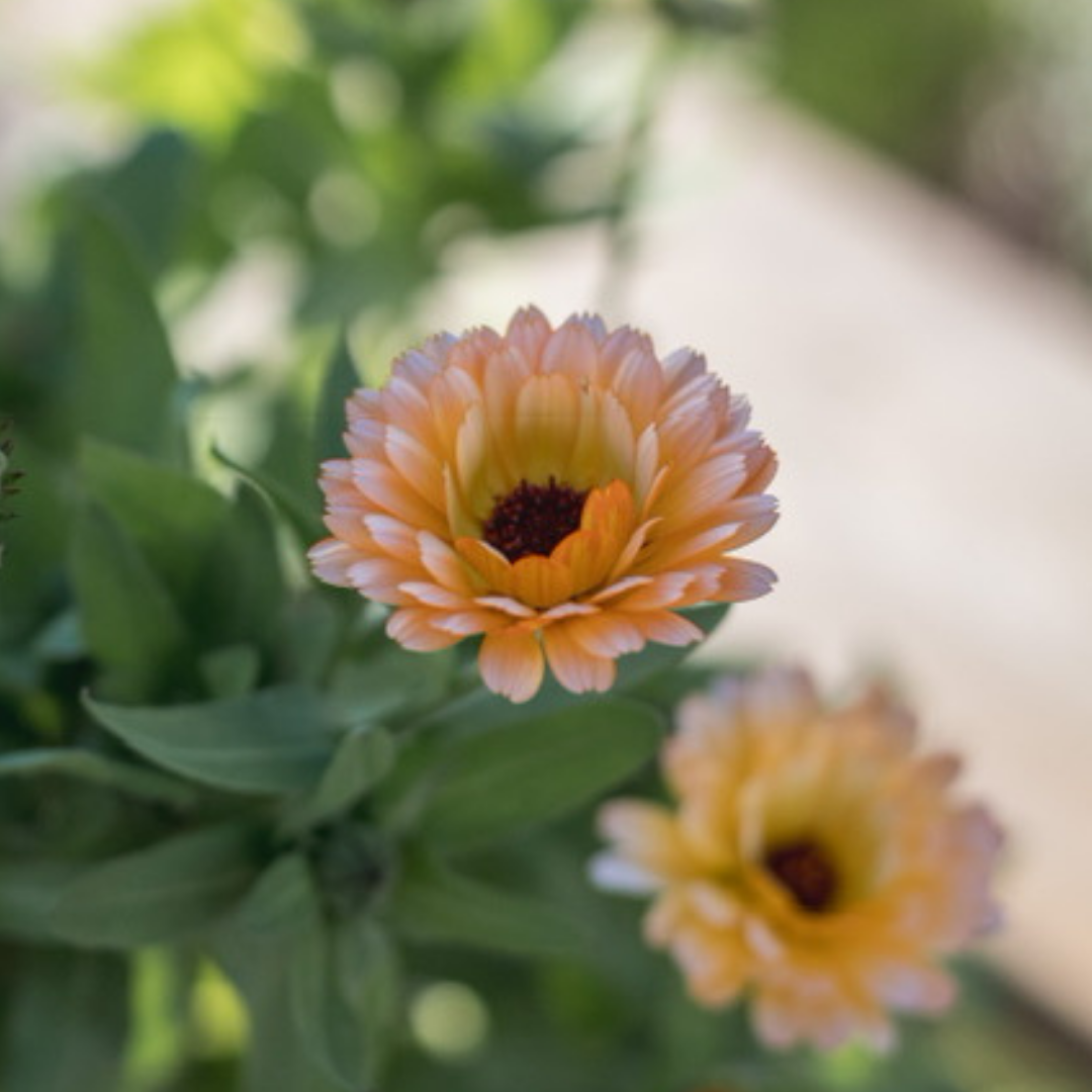 Ringblomma- Pink Surprise