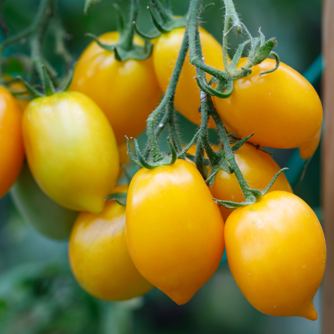 Ekologisk Tomat - Citrina - Kultursort