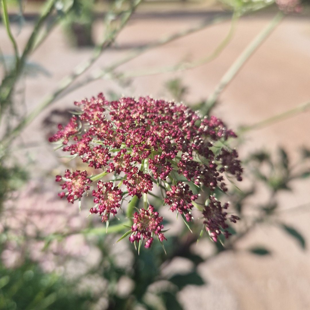 Blomstermorot - Purple Kisses - 2