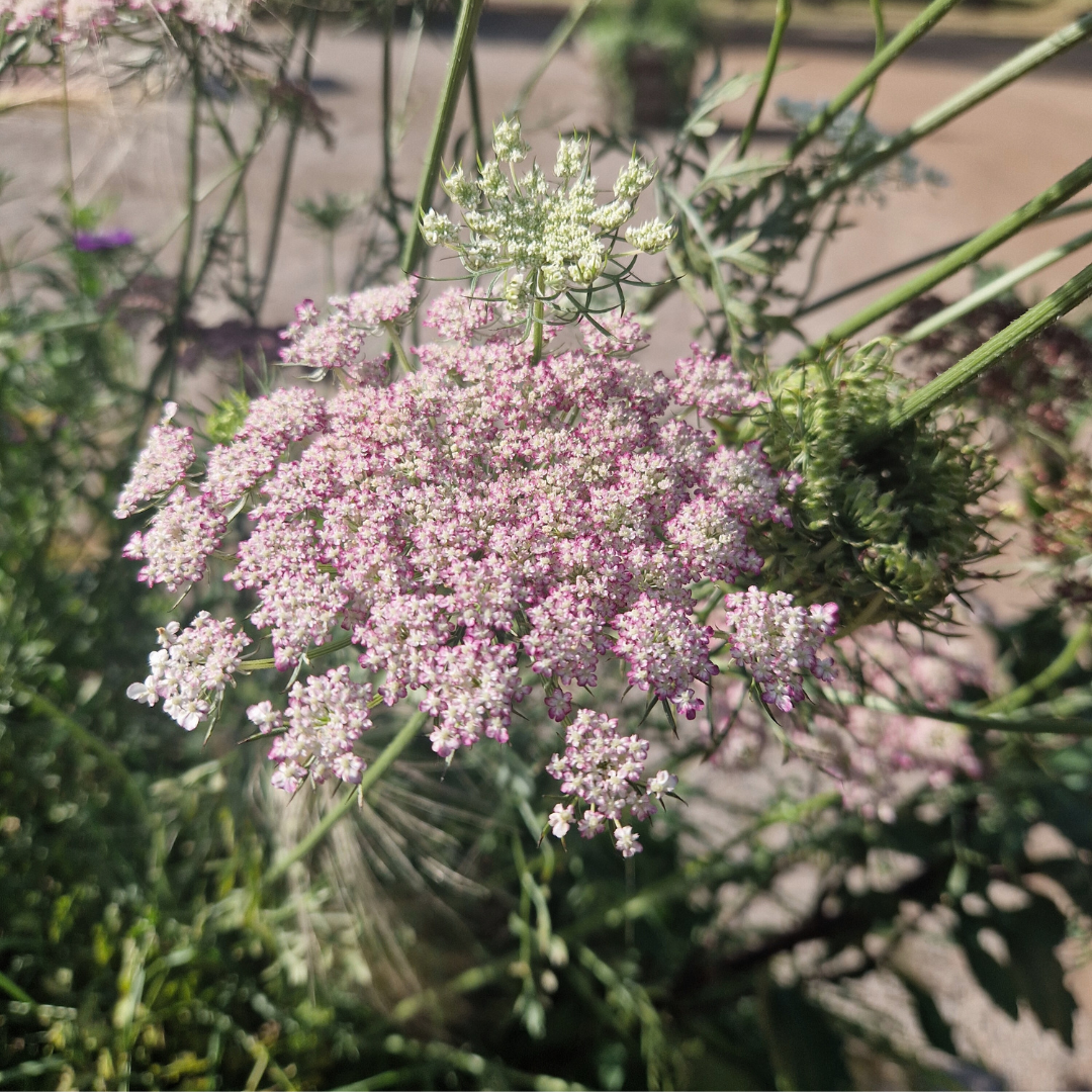Blomstermorot - Purple Kisses - 3
