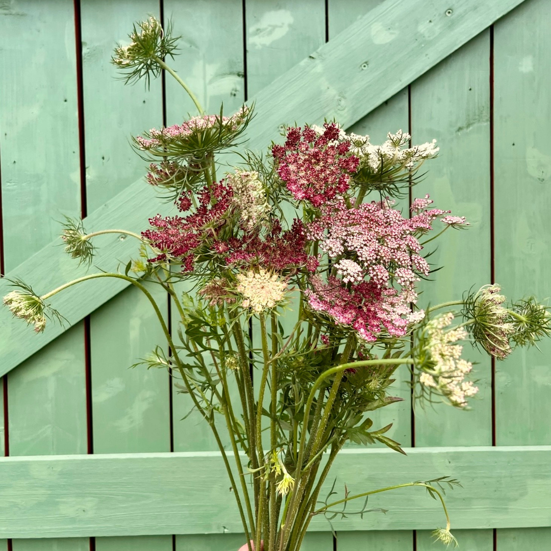 Blomstermorot - Purple Kisses