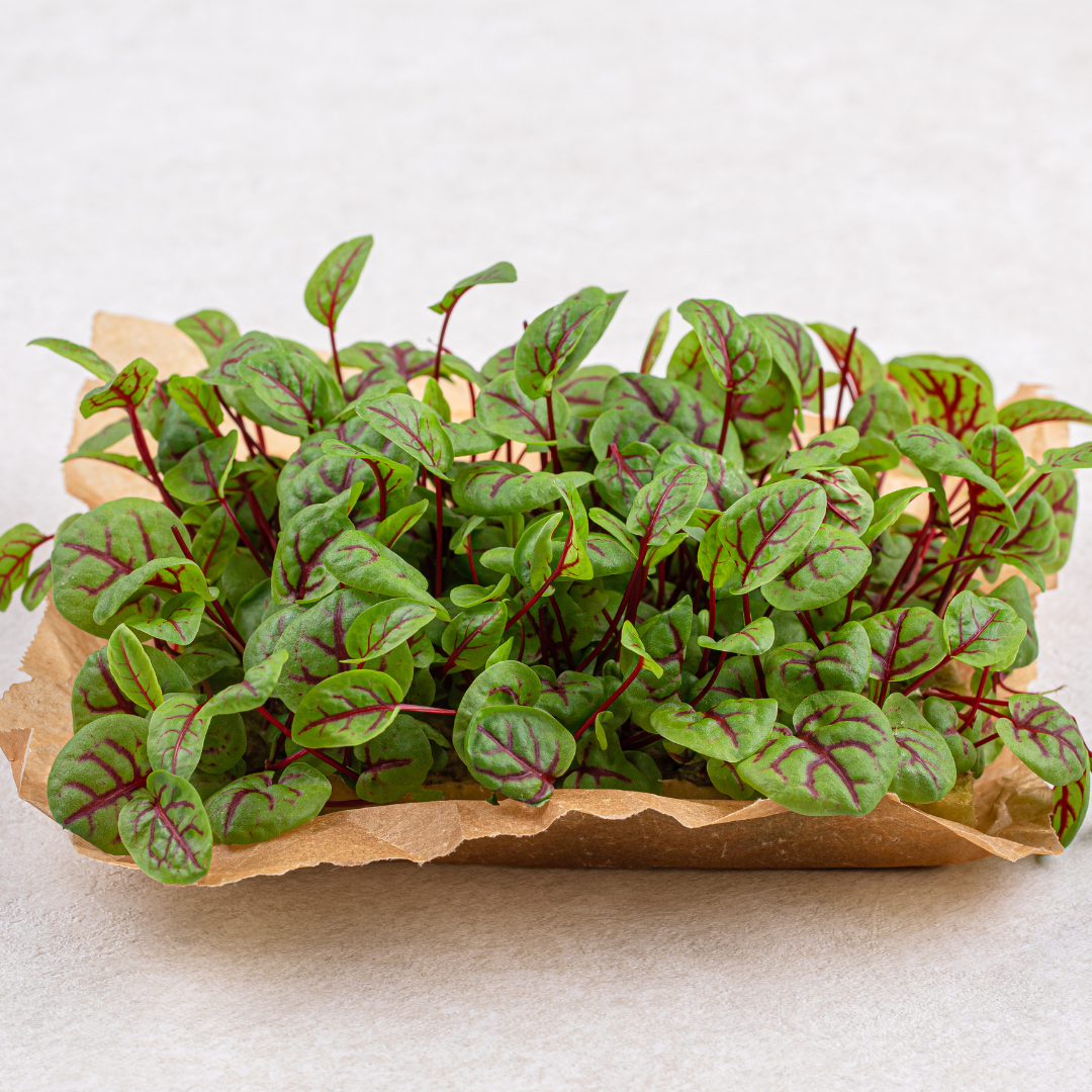 Ängssyra - Red Veined