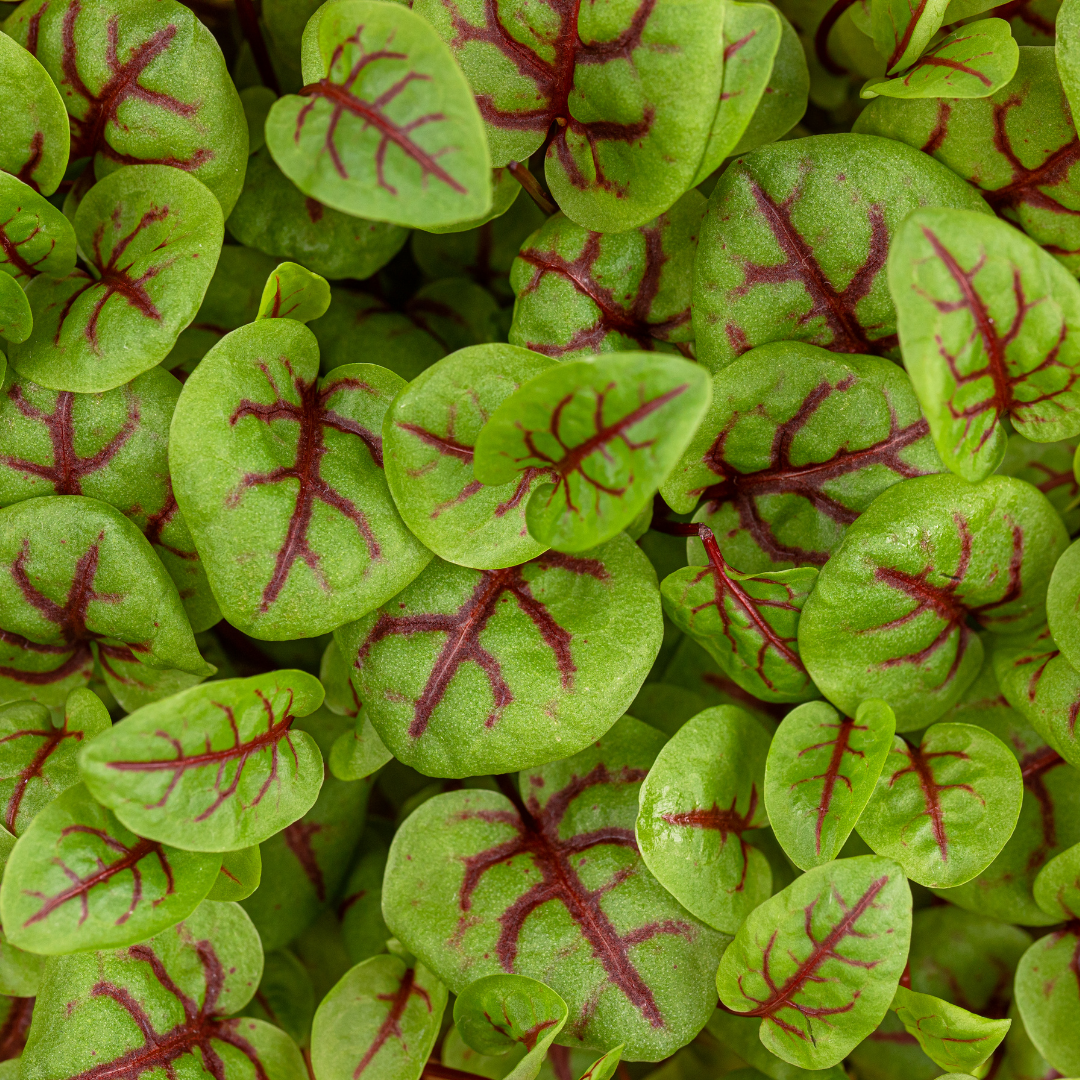 Ängssyra - Red Veined - 3