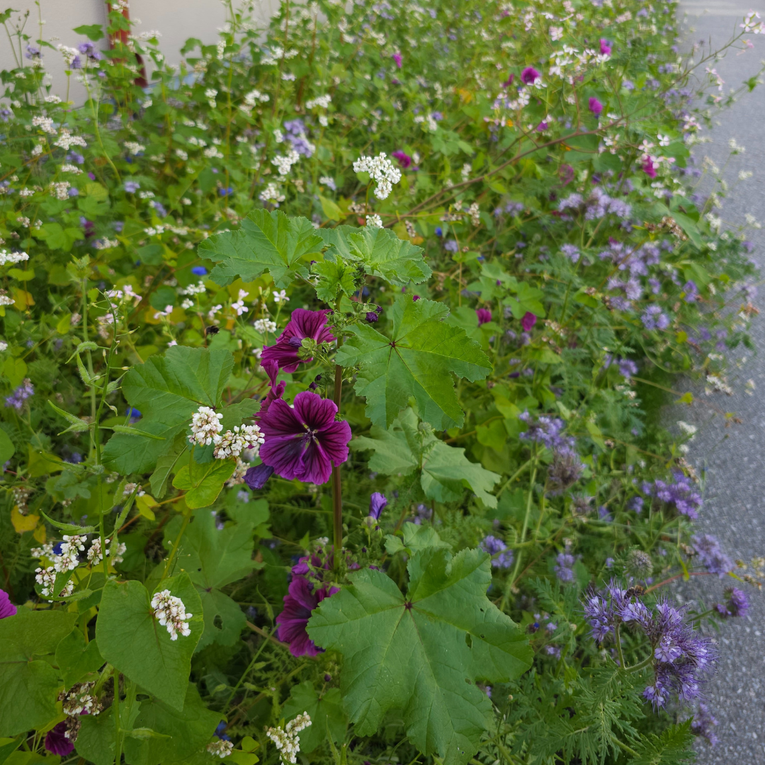 Blomstermix för fjärilar och bin - Tübinger