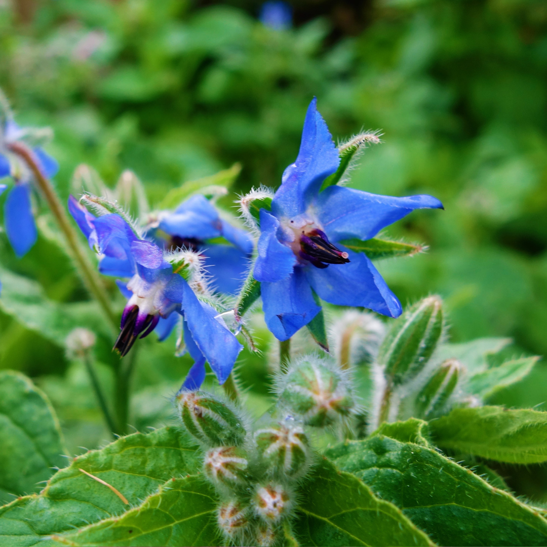 Blomstermix för fjärilar och bin - Tübinger - 11
