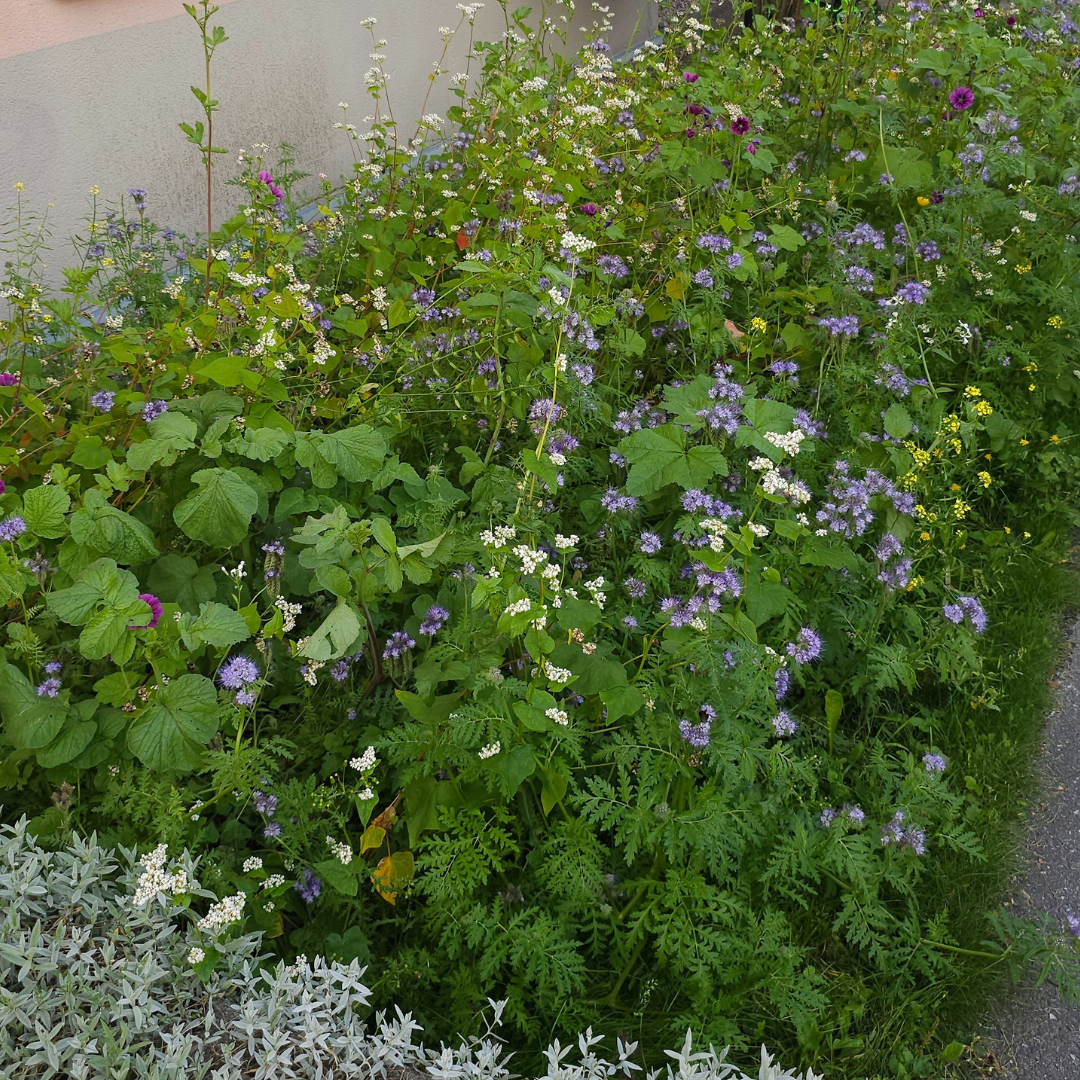 Blomstermix för fjärilar och bin - Tübinger