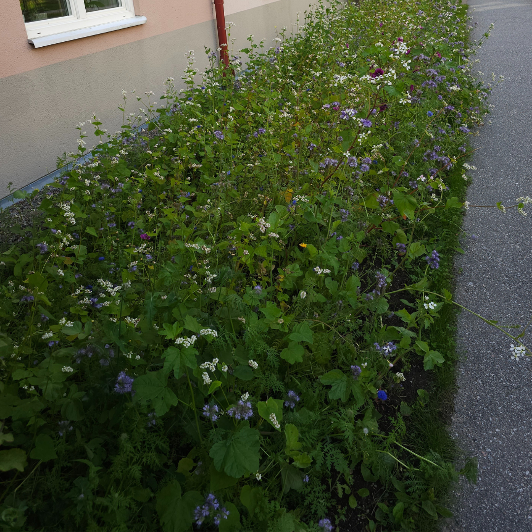 Blomstermix för fjärilar och bin - Tübinger - 3