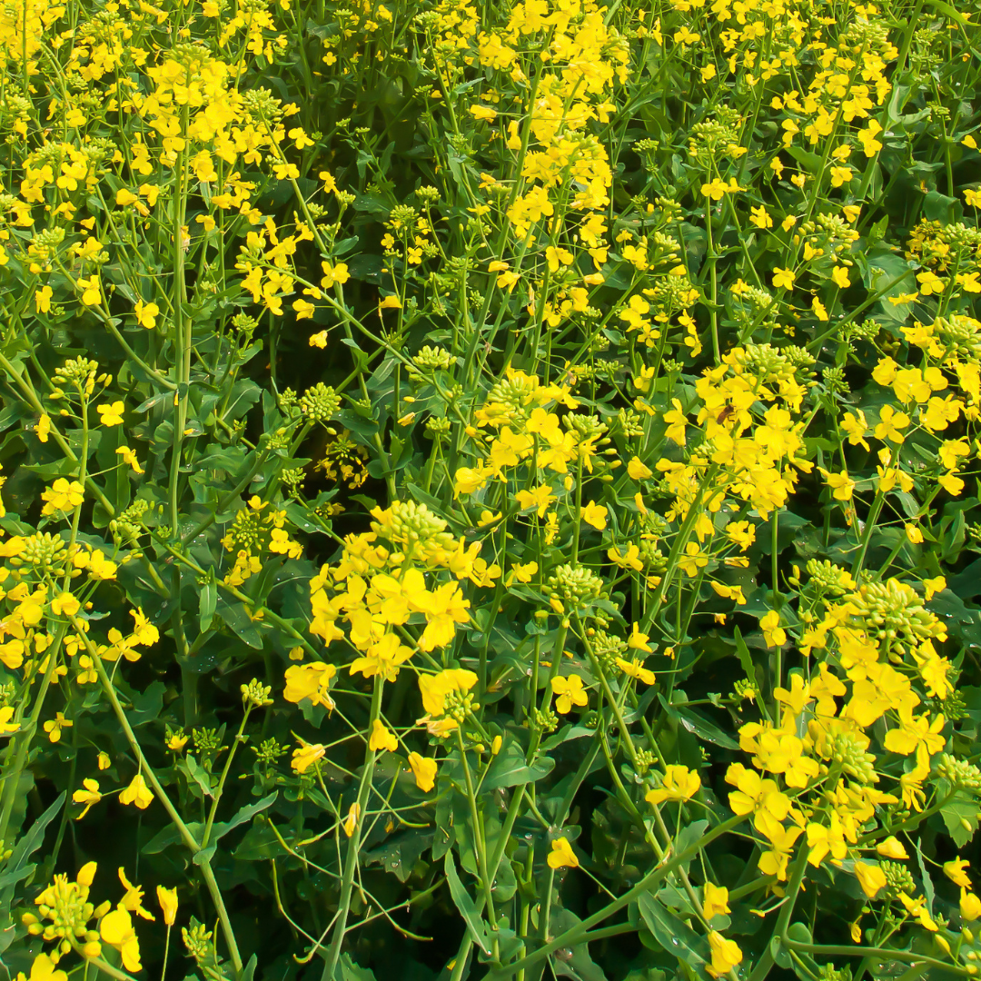 Blomstermix för fjärilar och bin - Tübinger - 9