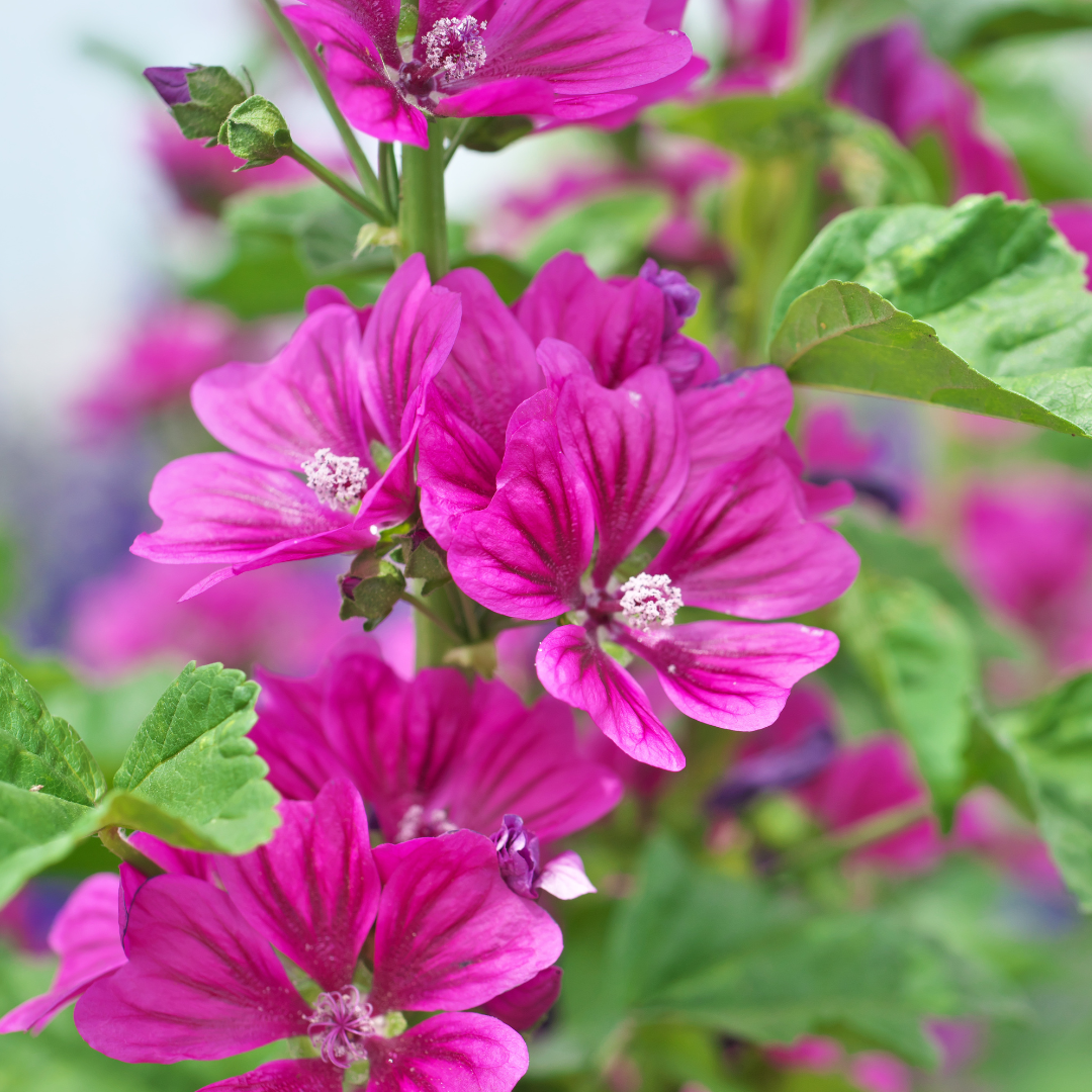 Blomstermix för fjärilar och bin - Tübinger - 5