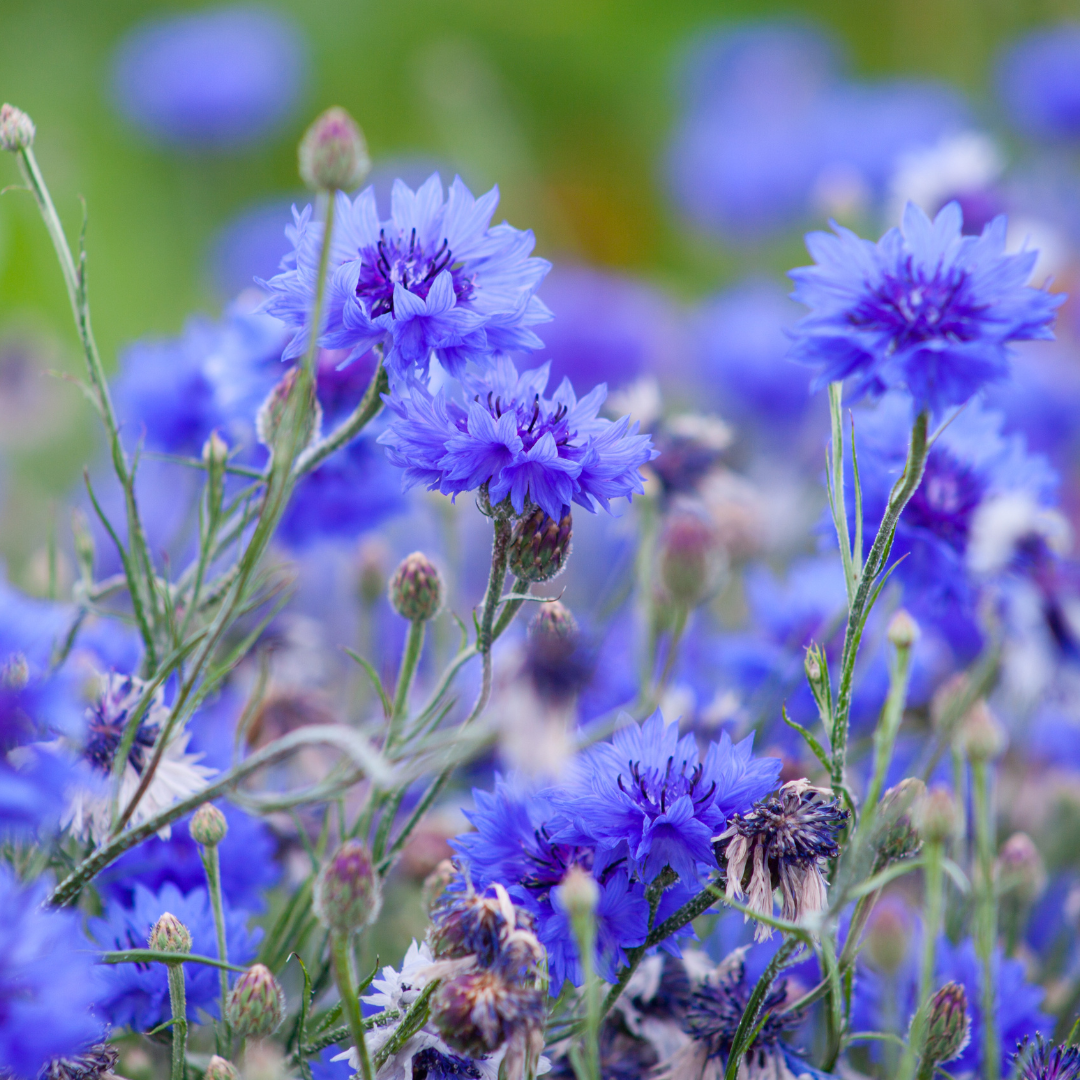 Blomstermix för fjärilar och bin - Tübinger - 6