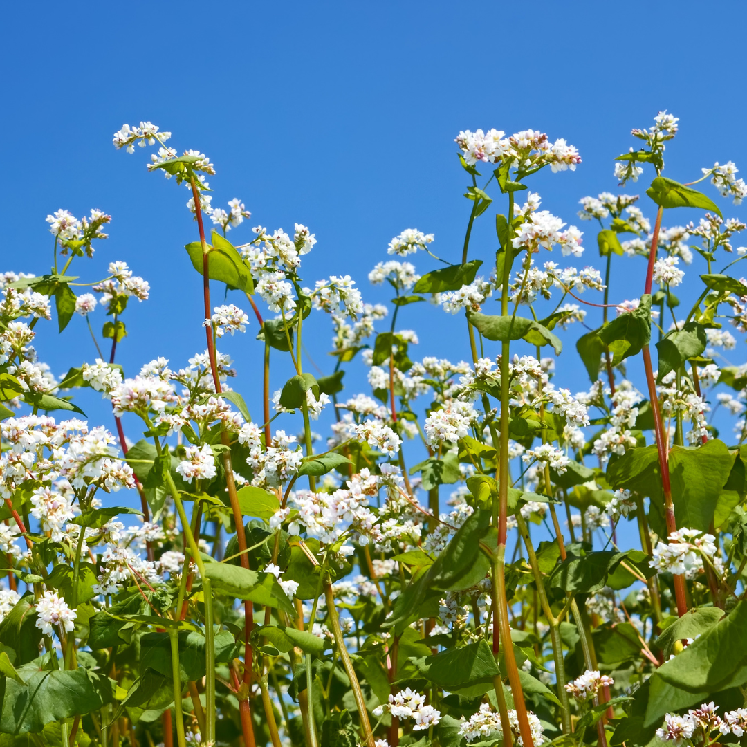 Blomstermix för fjärilar och bin - Tübinger - 10