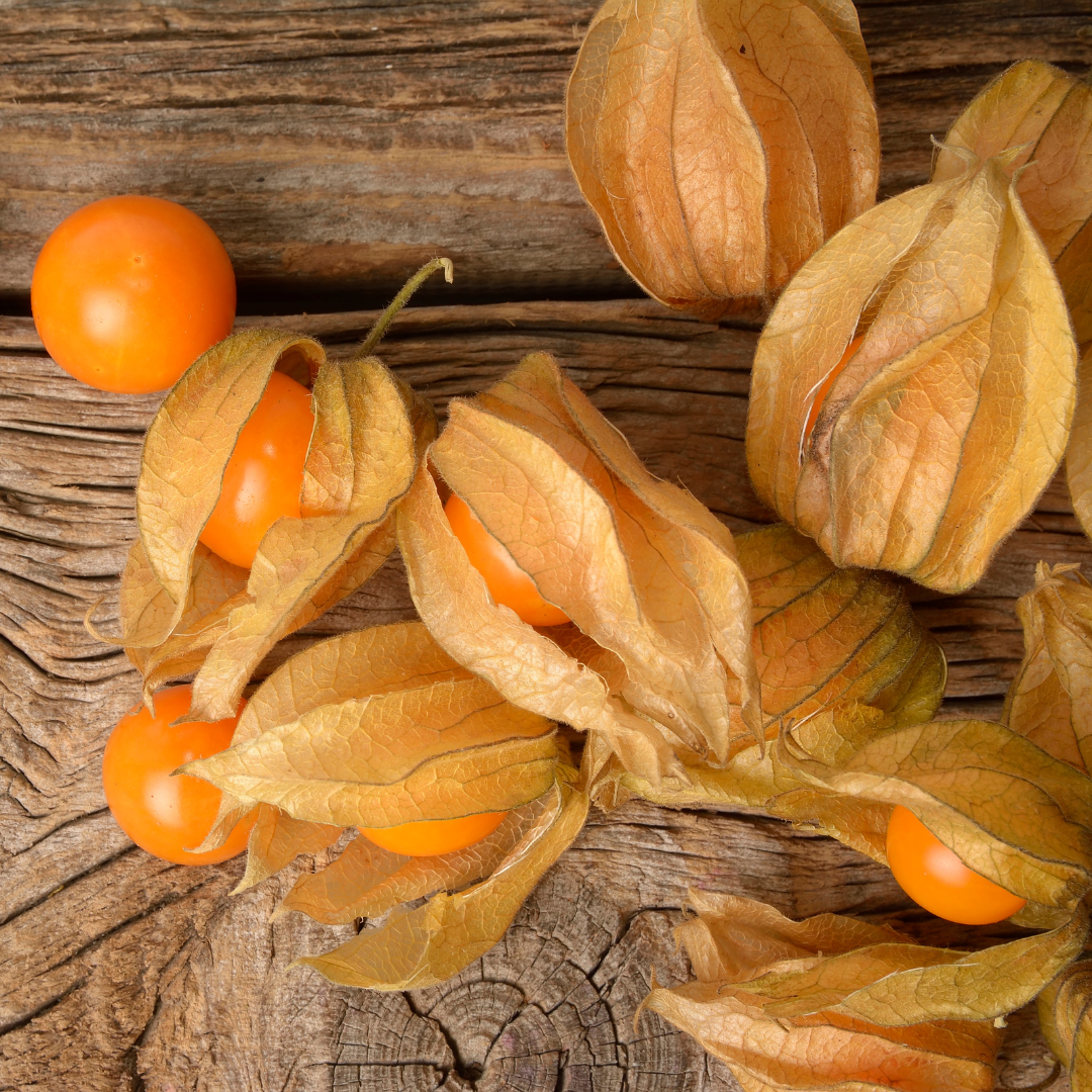 Physalis