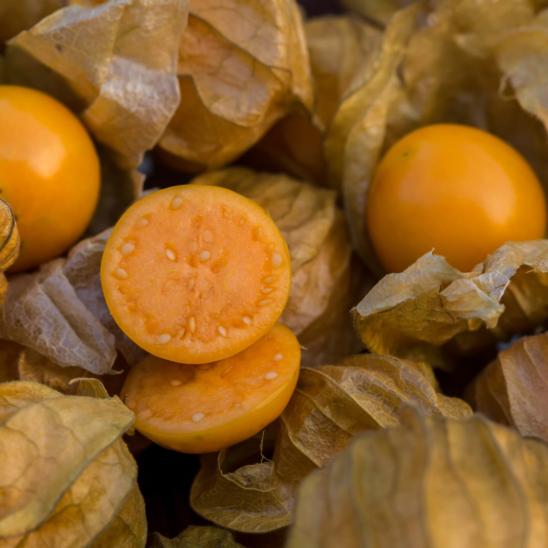 Physalis - 3