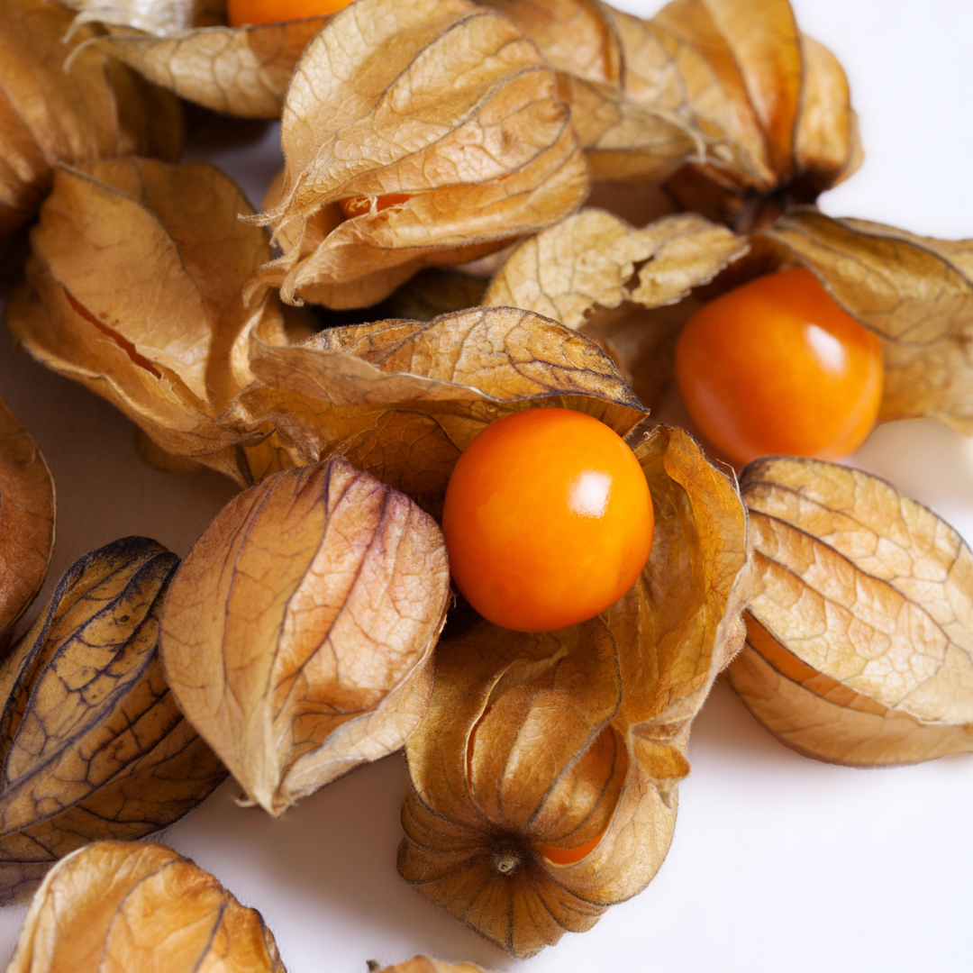 Physalis