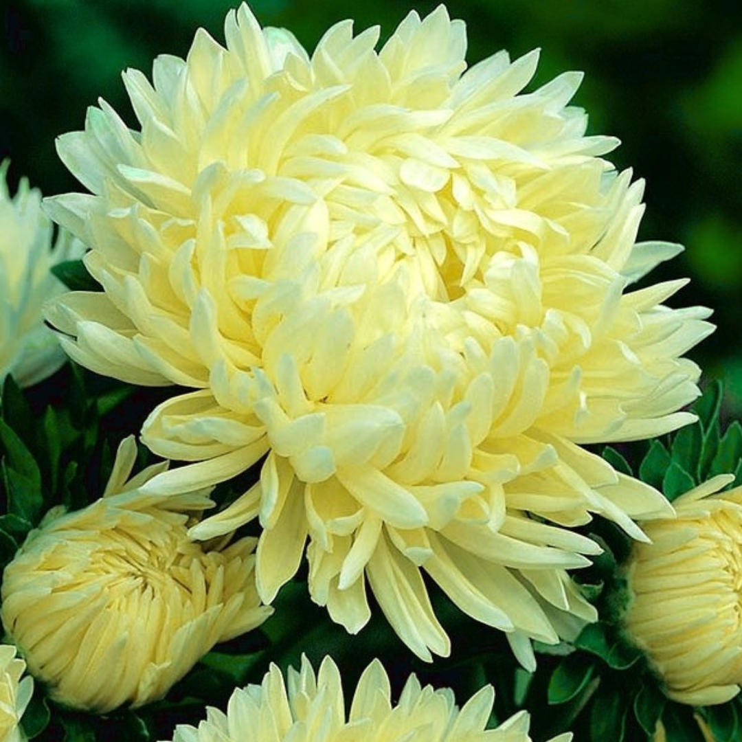 Sommaraster - Yellow Peony