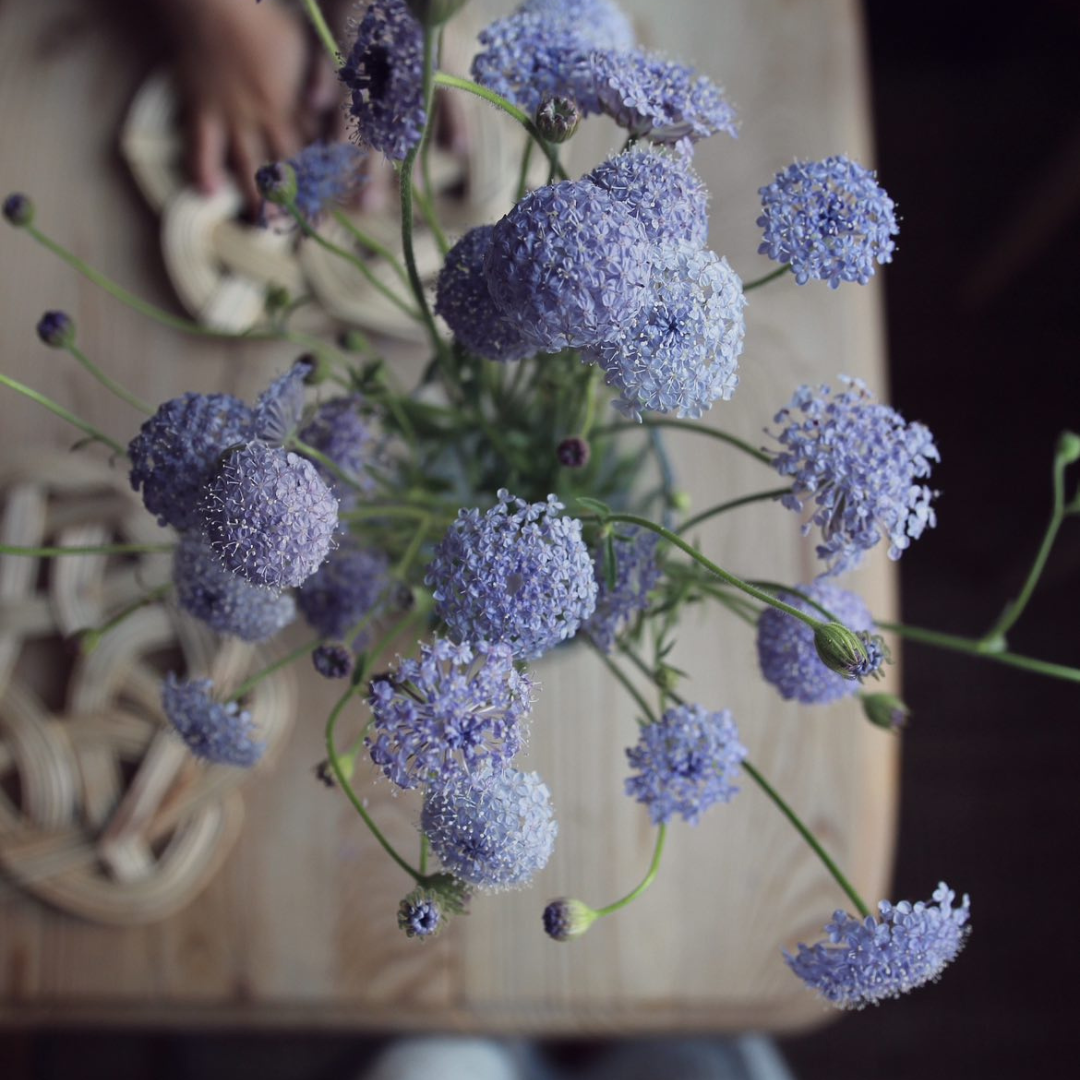 Spetsblomma - Lavender Blue