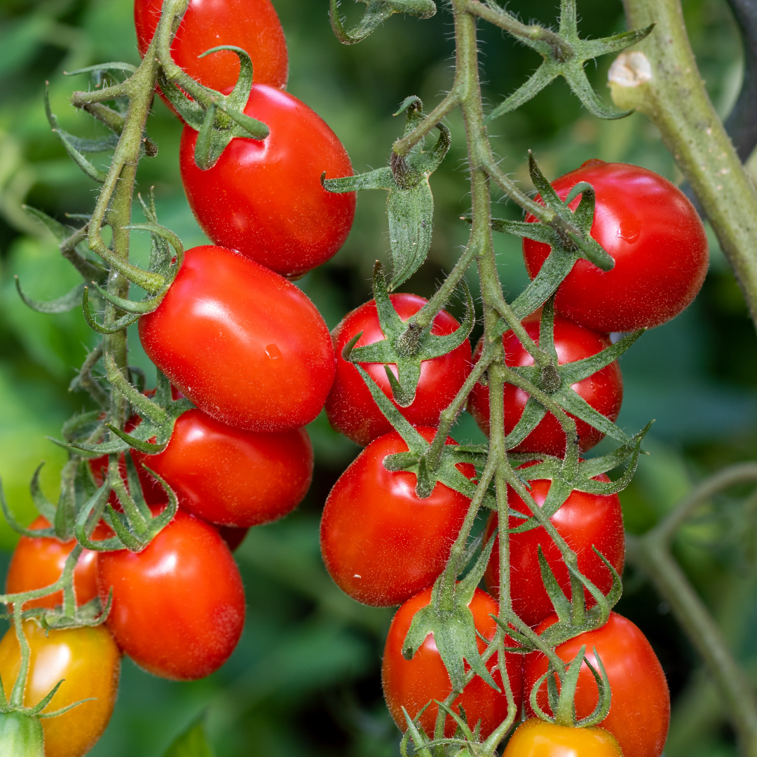 Plommontomat - Roma VF