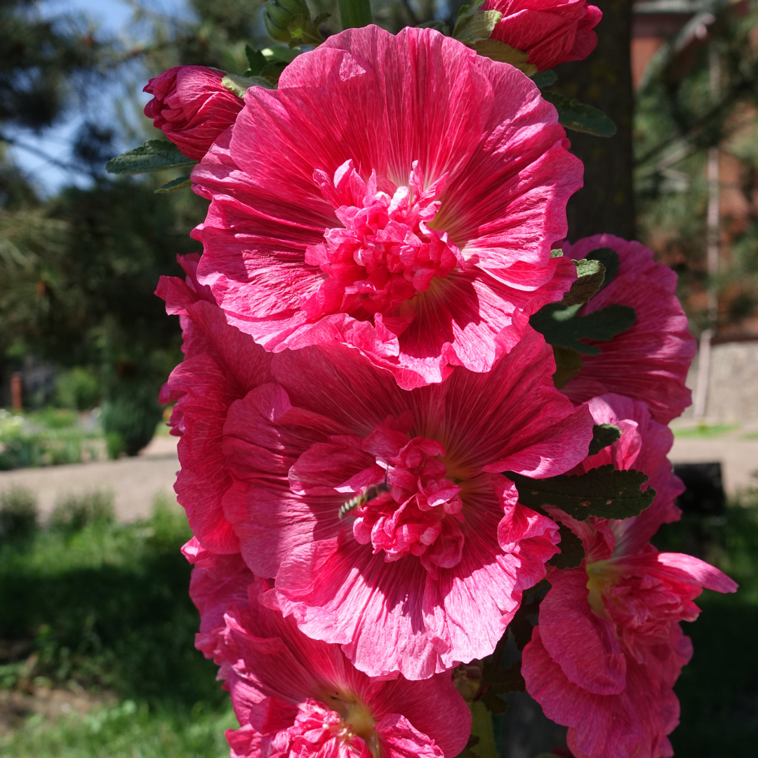 REA! Stockros - Majorette Dark Rose - 3