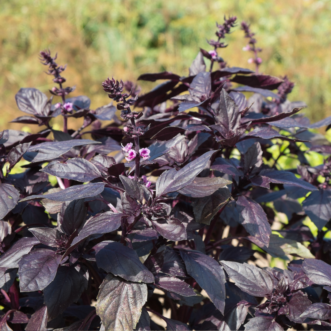 Ekologisk Purpurbasilika - Red Rubin